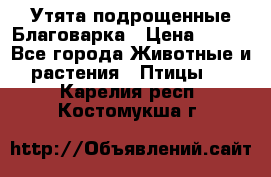 Утята подрощенные Благоварка › Цена ­ 100 - Все города Животные и растения » Птицы   . Карелия респ.,Костомукша г.